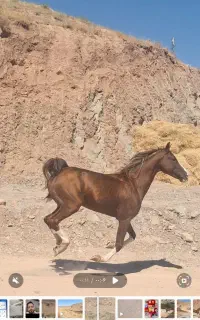 اسب