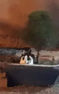 خرگوش نر سالم