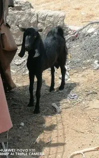 بز نر فروشی