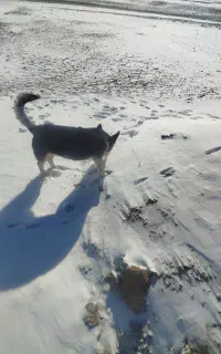 سگ پاکوتاه