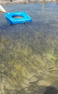 ماهی قزل آلا اسپانیا۱۰۰گرمی