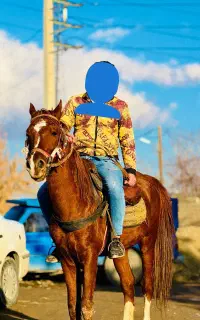 اسب ۵.به ۶ ساله