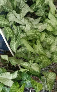 سینگونیوم رسمی سطل ۳