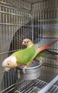 یک جفت گرینچیک باقفس وسایل