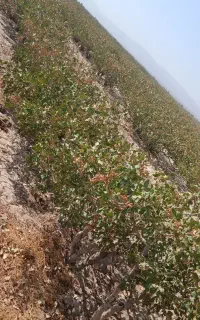 فروش زمین پسته