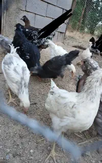 جوجه گلین