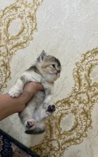 گربه اسکاتیش