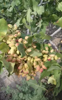 بهترین کود بعد برداشت پسته