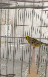 قناری لیزارد اورجینال نر وماده