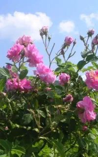 فروش گل محمدی تازه