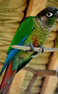 گرینچک گمشده