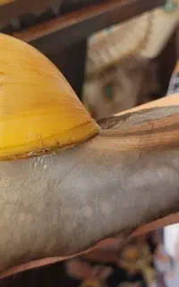 دو تا حلزون مولد