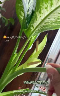 قرص کود (ارسال رایگان)