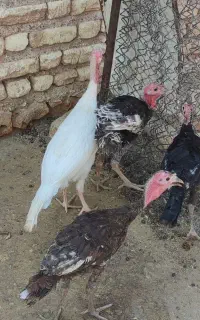 فروش بوقلمون