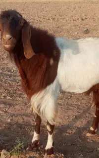 چبش بز پاکستانی