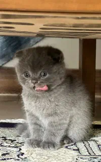 فروش گربه ی اسکاتیش