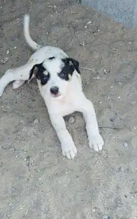 توله سگ خارجی معاوضه