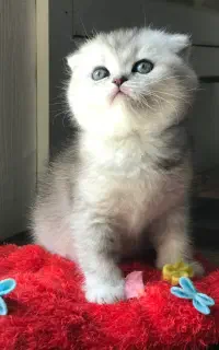 گربه بریتیش اسکاتیش