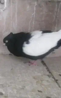 سینه سیاه