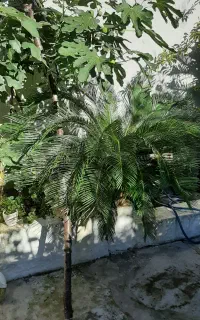 گل سیکاس بزرگ