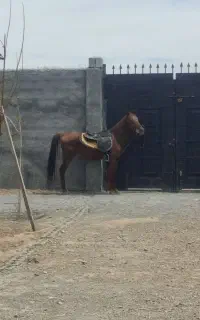 اسب کرد و عرب مصری