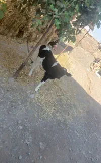 گوساله