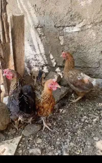 سلام ۳عدد مرغ محلی
