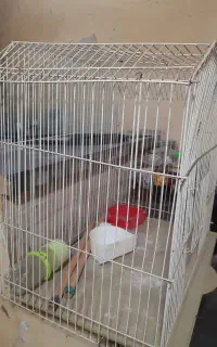 قفس