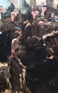 بوقلمون بزرگه گوشتی و جوجه