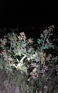 پسته