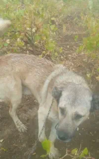 سگ سرابی