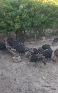 بوقلمون