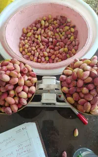 پسته کال ورسیده