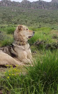 واگذاری سگ پژدر