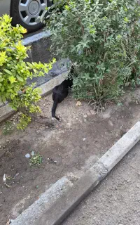 گربه خونگی پیدا شده