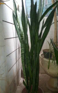 گل شمشیری