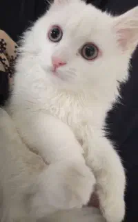 گربه نژاد دار