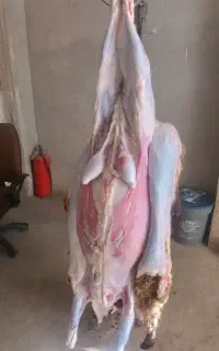گوشت گوسفند بره نر