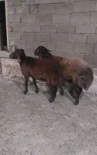 ۲راس بره قوچی غزل افشار هترو
