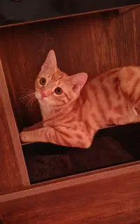 واگذاری گربه DSH
