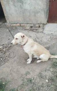سگ نگهبان و گله
