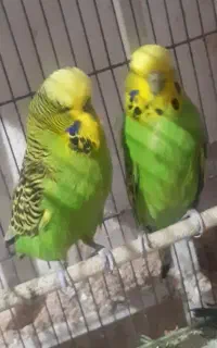 مرغ عشق انگلیسی مولد گریدA