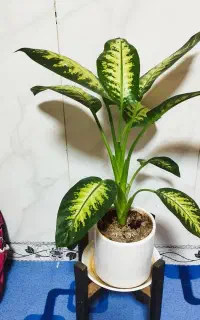 اسباب بازی(گل)