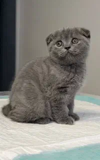 گربه اسکاتیش بلو صورت خرسی