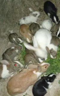 کبوتر خرگوشوکفتر
