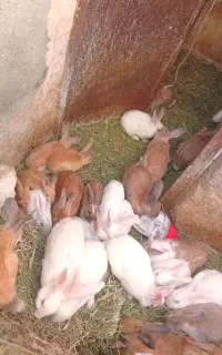 خرگوش فروشی فوری