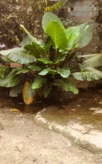 فروش گل باباآدم ۴ساله