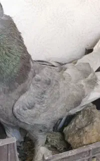 کبوتر
