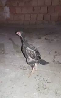 جوجه لاری اوشامو اصل و خالص