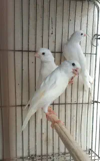 ۳۶ عدد قناری ب صورت یکجا